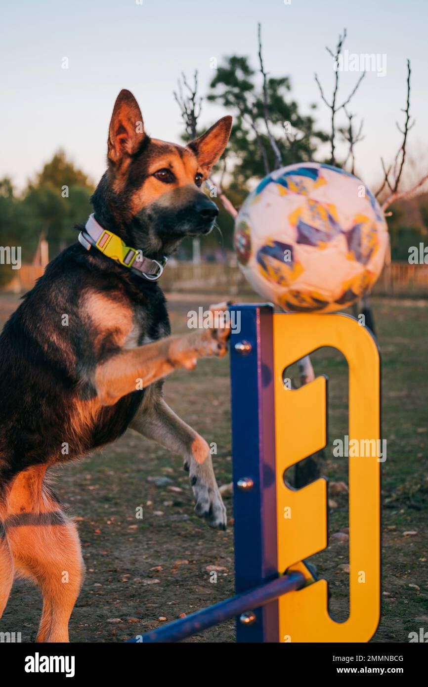 Cane eccitato sfocato in movimento guardando una palla e alzandosi per catturarla. Foto Stock
