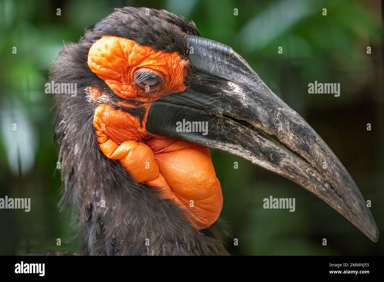 Primo piano di una becco di cavallo del sud africano (Bucorvus leadbeateri) allo Zoo di Atlanta vicino al centro di Atlanta, Georgia. Foto Stock