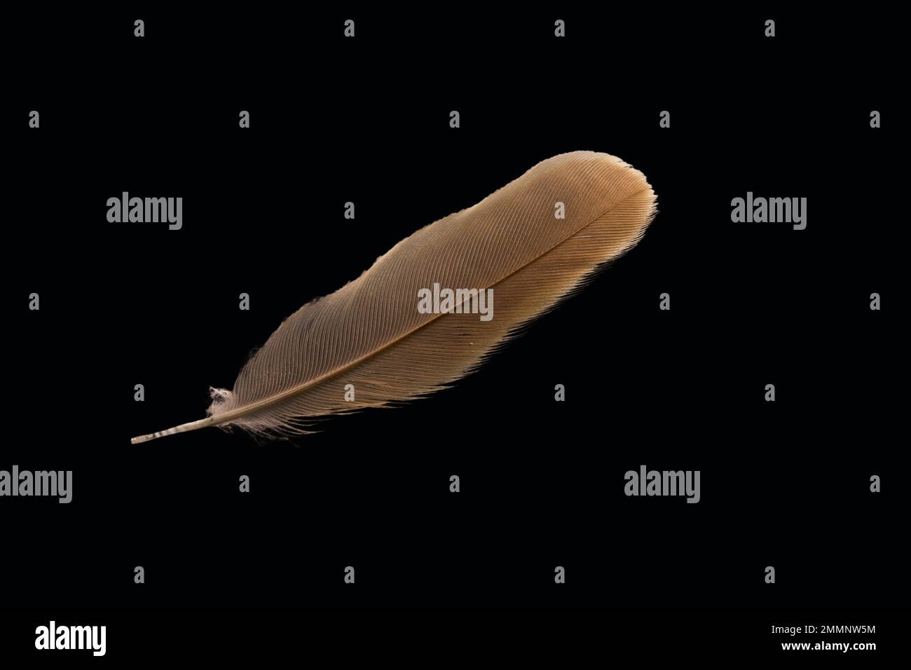 Piuma marrone isolata su sfondo nero. Foto Stock