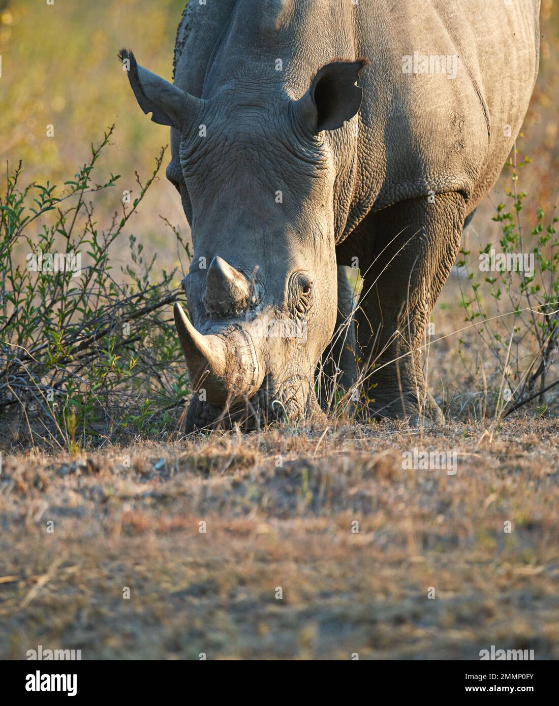 Ama i suoi green. un rinoceronte nel suo habitat naturale. Foto Stock