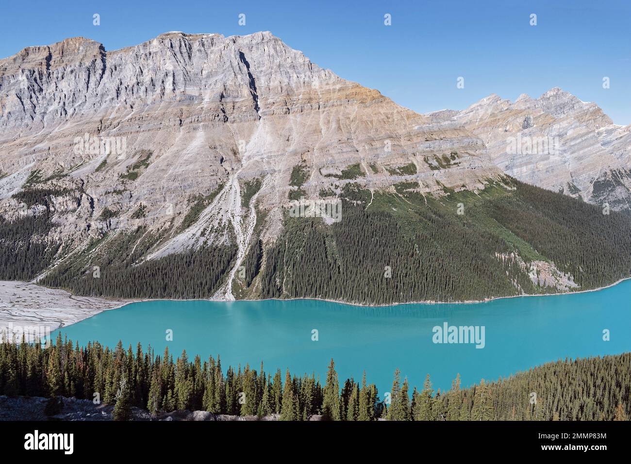 Lago Peyto di colore turchese nel Parco Nazionale di Banff in Alberta Canada che mostra il bordo del lago Peyto e una cima di montagna arida con un cielo blu chiaro Foto Stock