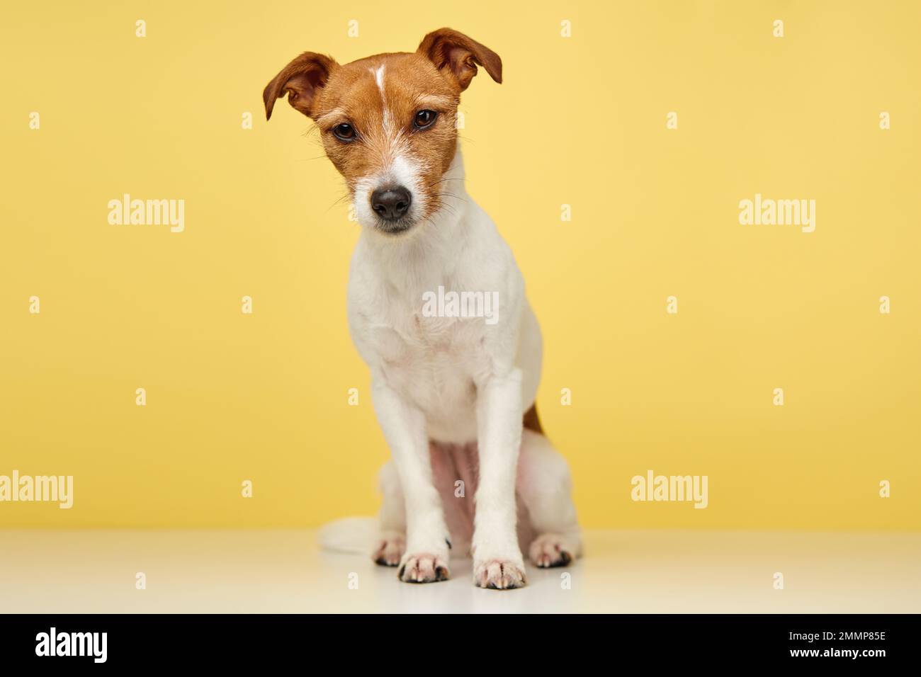 Curioso cane interessato guarda in macchina fotografica. Ritratto closeup di Jack russell terrier su sfondo giallo. Animale domestico divertente Foto Stock