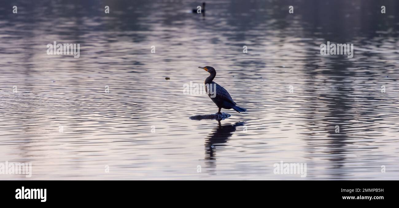Uccello cormorano a doppia crestata nel lago dei cervi Foto Stock