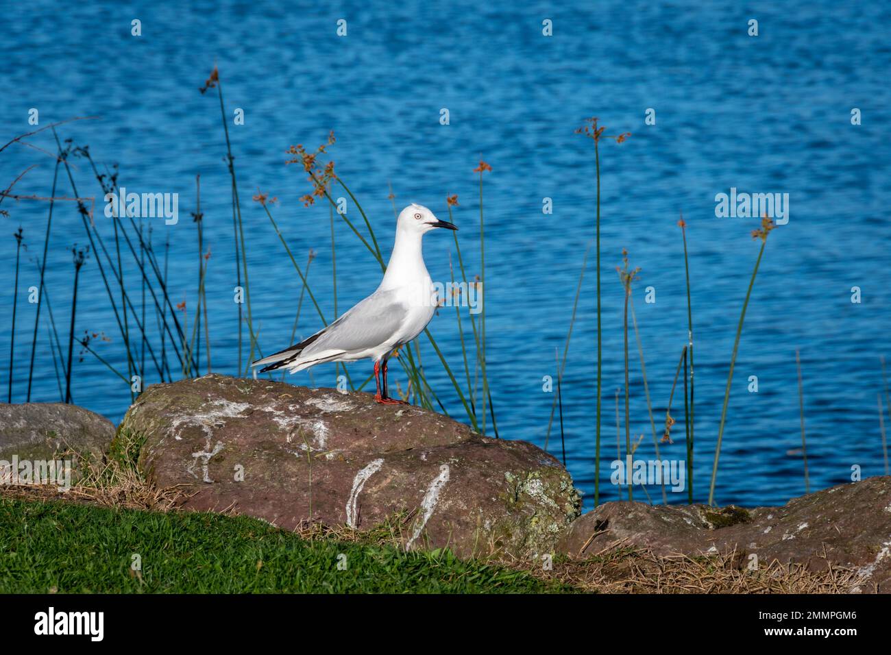 Gabbiano in fattura nera a Motuoapu, Lago Taupo, Isola del Nord, Nuova Zelanda Foto Stock