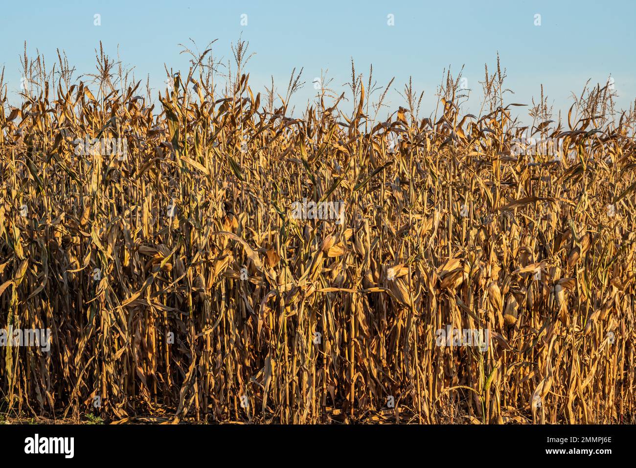 campo di mais con piante di mais mature pronte per la raccolta in autunno. Foto Stock