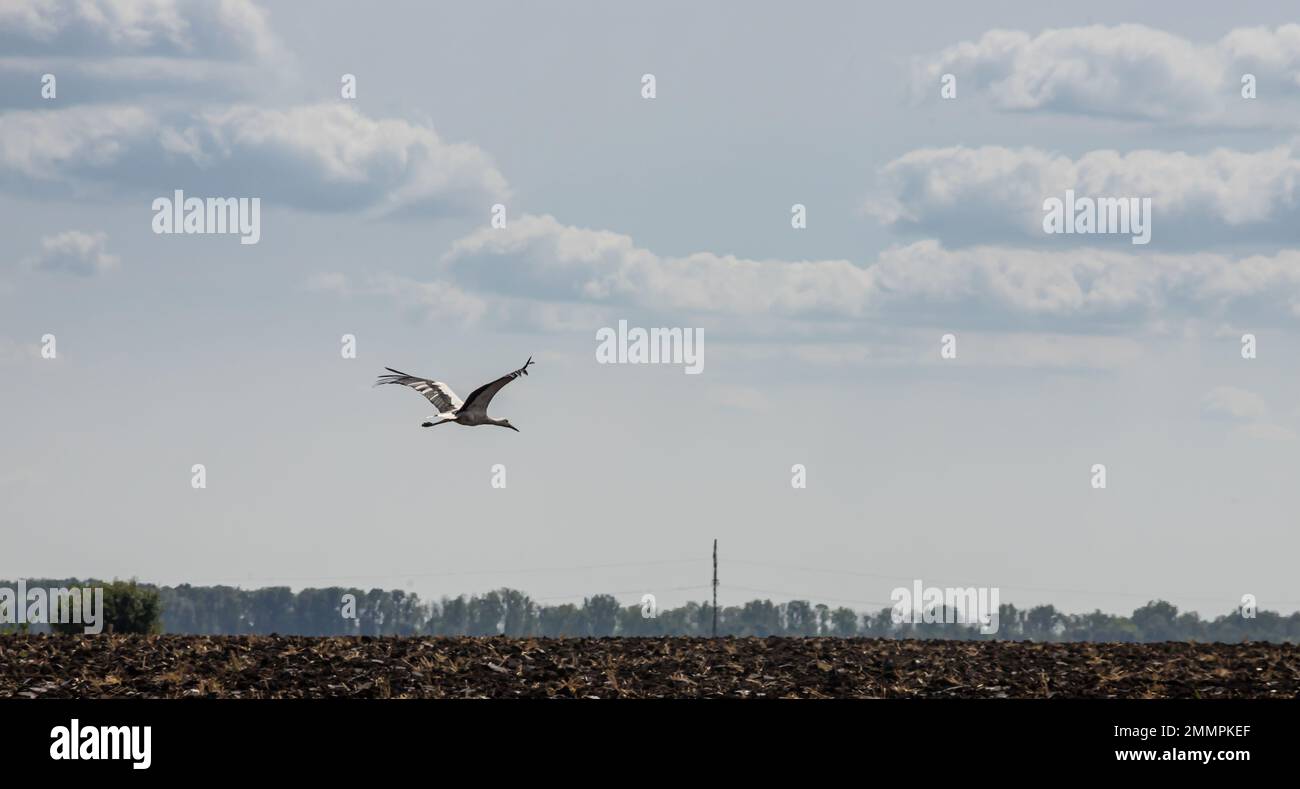 cicogna che vola su sfondo di campi colorati, copia-spazio. Foto Stock