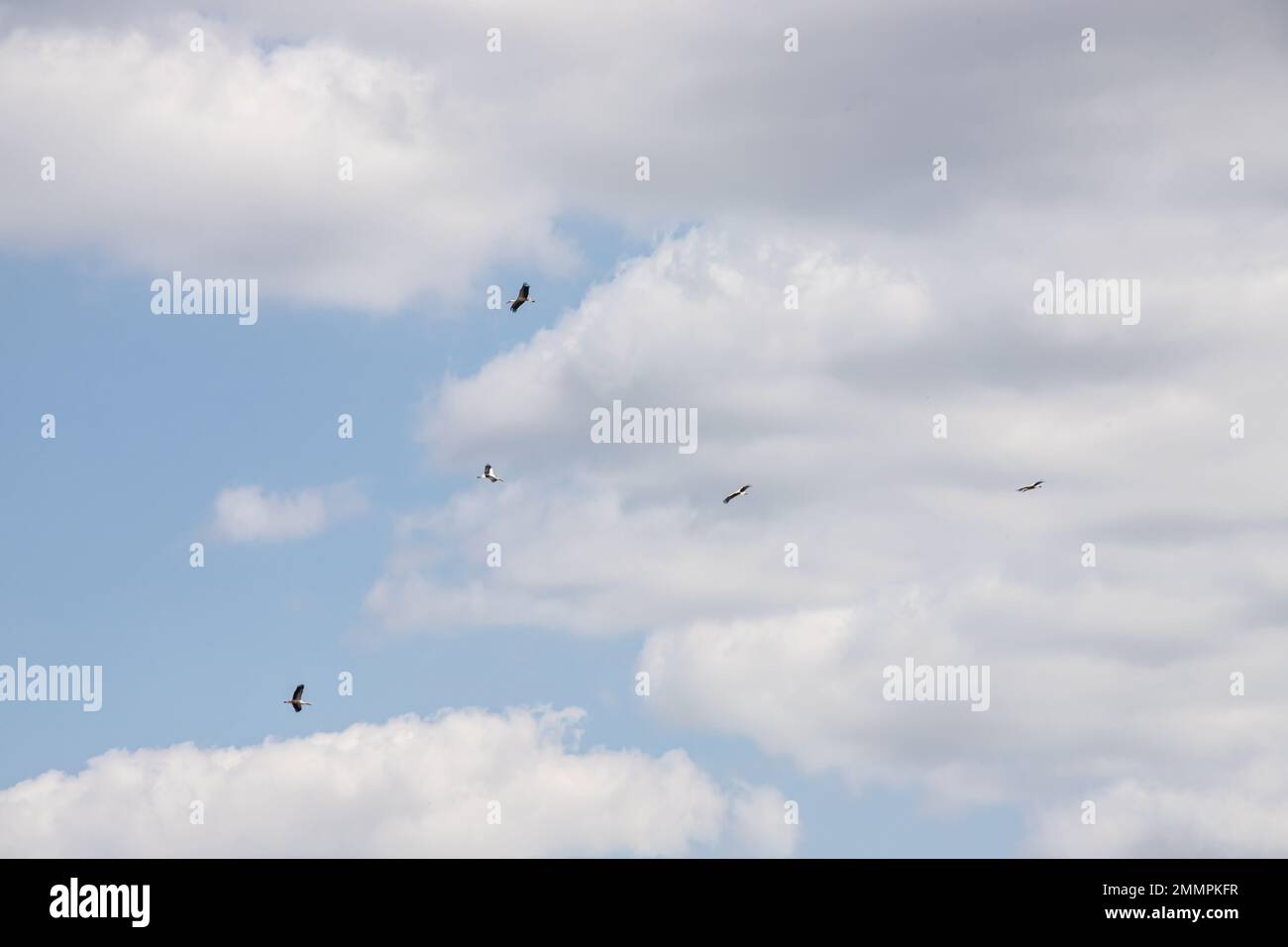 cicogna che vola su sfondo di campi colorati, copia-spazio. Foto Stock