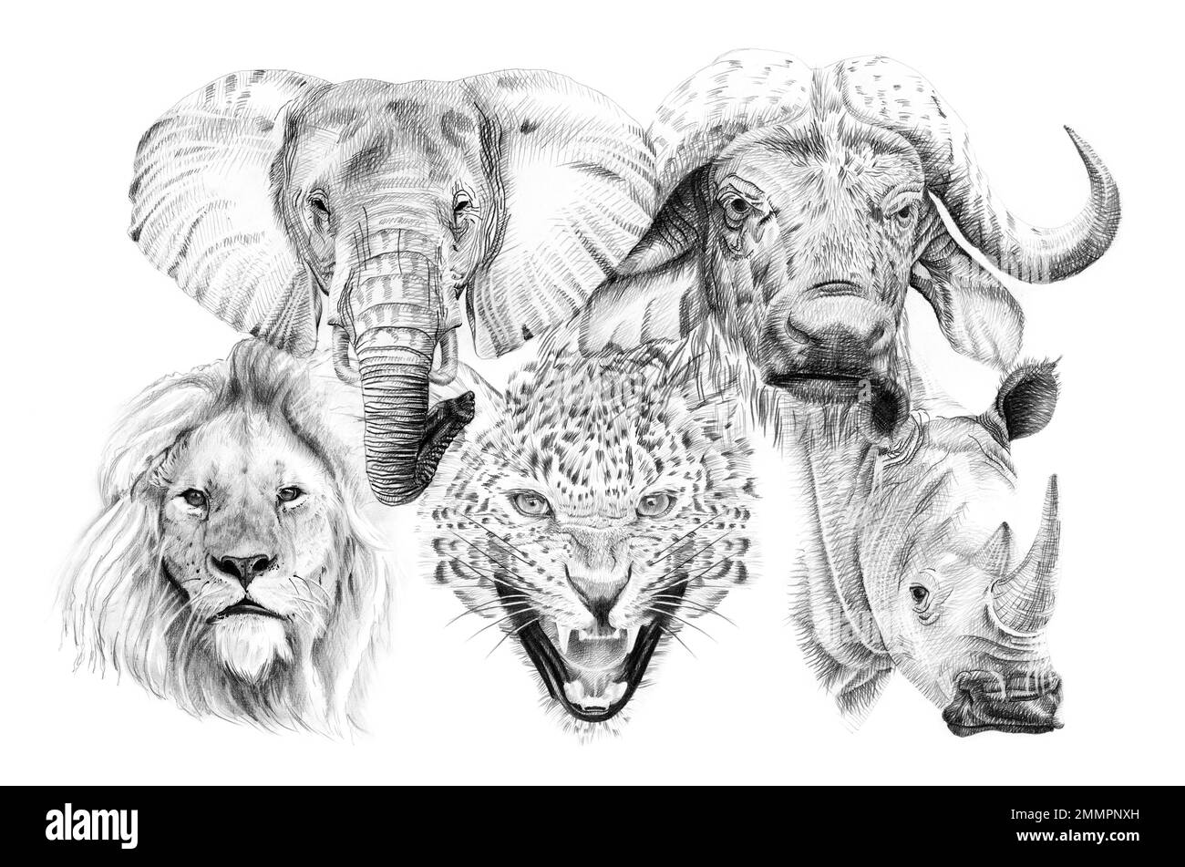 Big africana di cinque animali. Disegnata a mano illustrazione. Raccolta di disegnato a mano (illustrazioni originali, senza tastatura) Foto Stock