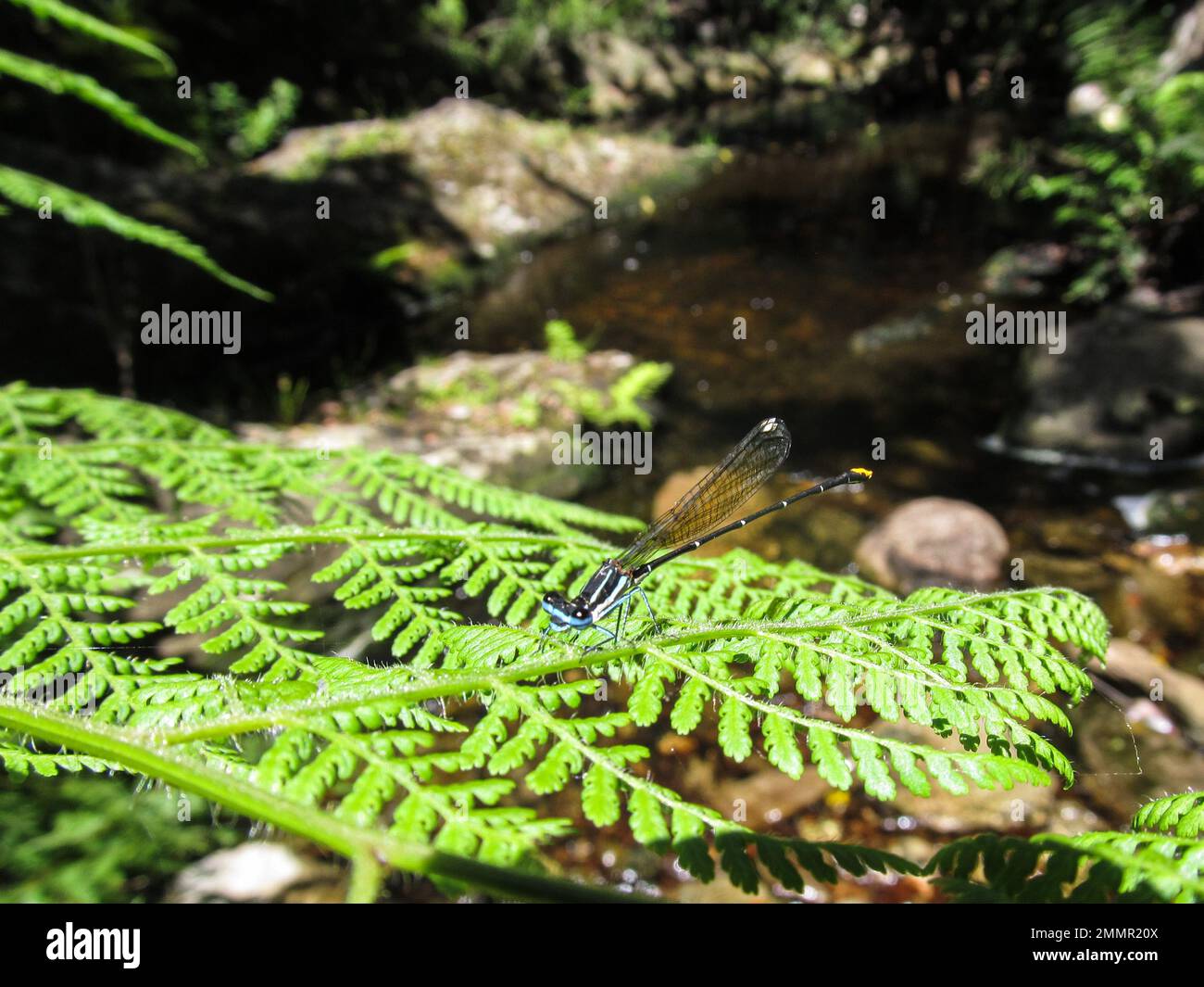 Un Goldtail Damselfly, Allocnemis Leaucosica, che si aggirano su un congedo di felce accanto ad un piccolo torrente forestale nella Foresta di Tsitsikamma in Sudafrica Foto Stock