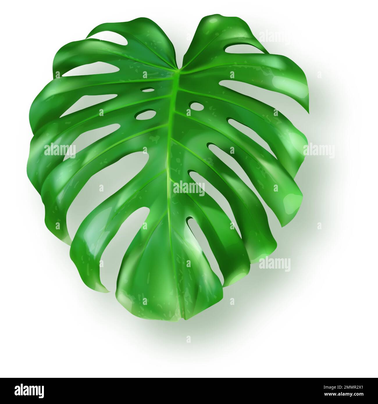 Foglia di mostera verde tropicale su sfondo bianco vettore. Bellissimo elemento di design isolato botanico, pianta di palma tropicale giungla, esotica foglia di filodendro in stile realistico Illustrazione Vettoriale