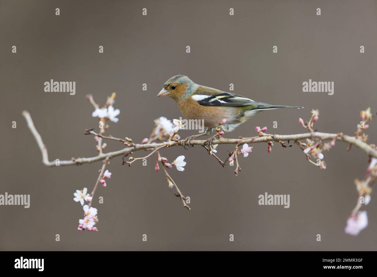 Coelebs fringilla comune, maschio adulto arroccato su ramoscello con fiore, Suffolk, Inghilterra, gennaio Foto Stock