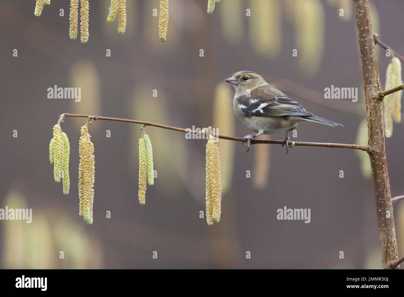 Coelebs fringilla comune, femmina adulta arroccata su Hazel Corylus avellana, ramoscello con cetriolini, Suffolk, Inghilterra, gennaio Foto Stock