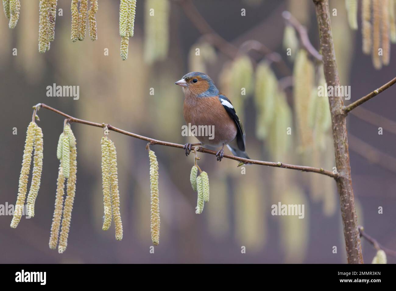 Coelebs fringilla comune, maschio adulto arroccato su Hazel Corylus avellana, ramoscello con cetriolini, Suffolk, Inghilterra, gennaio Foto Stock