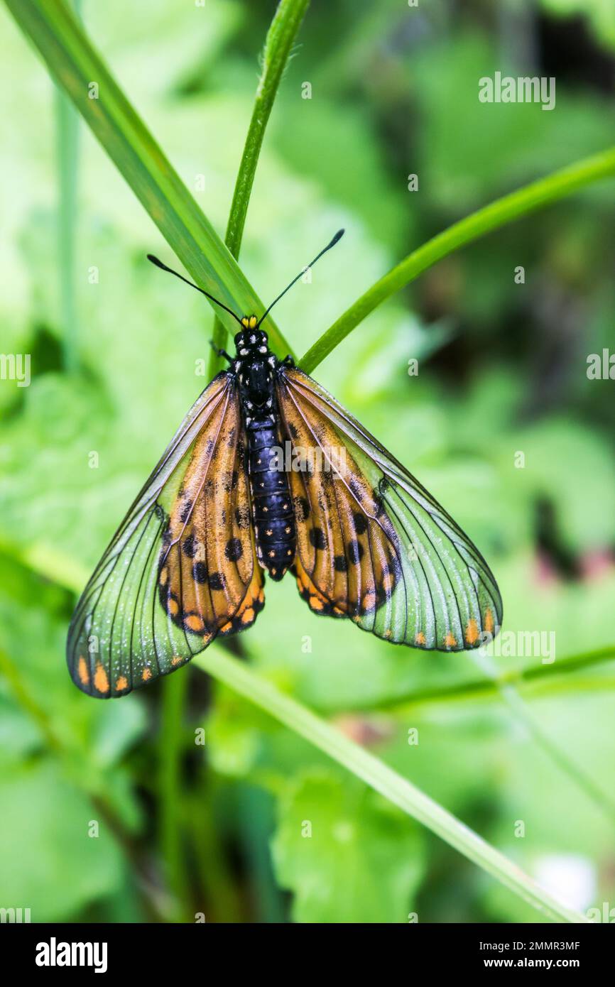 Un bel giardino Acraea farfalla, Acraea Horta, con il suo motivo arancione e trasparente ala Foto Stock