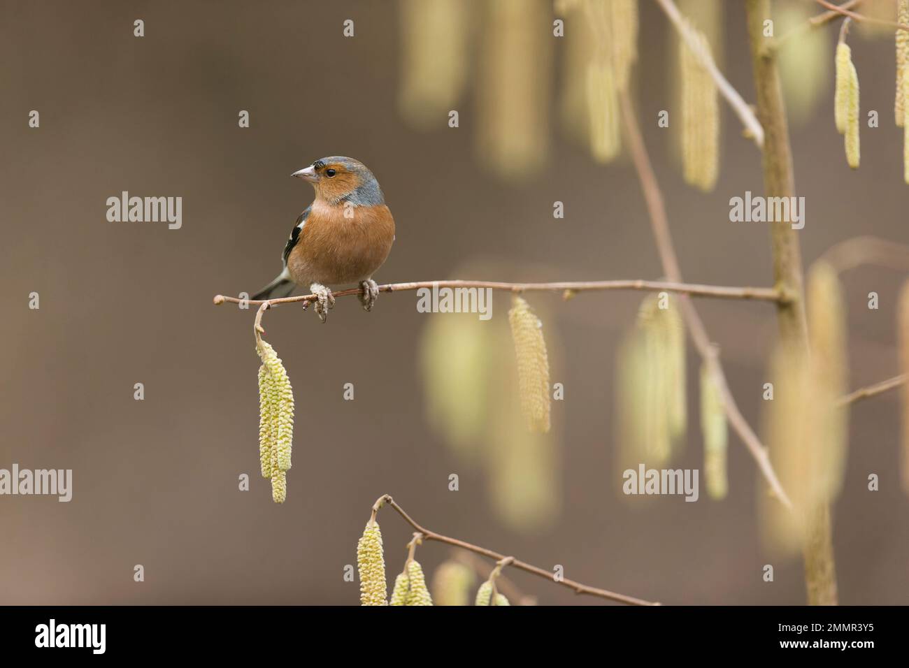 Coelebs fringilla comune, maschio adulto arroccato su Hazel Corylus avellana, ramoscello con cetriolini, Suffolk, Inghilterra, gennaio Foto Stock