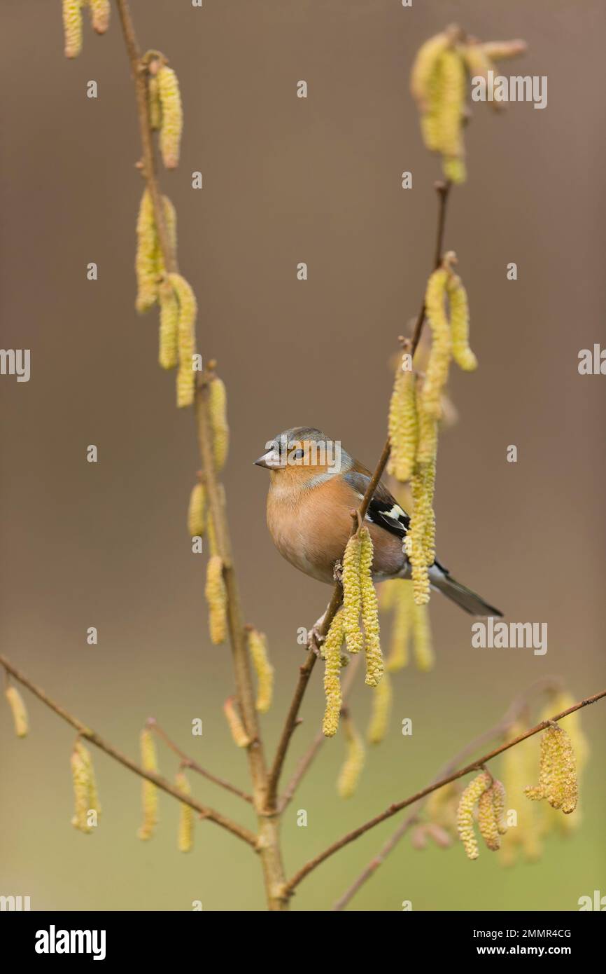 Coelebs fringilla comune, maschio adulto arroccato su Hazel Corylus avellana, ramoscello con cetriolini, Suffolk, Inghilterra, gennaio Foto Stock