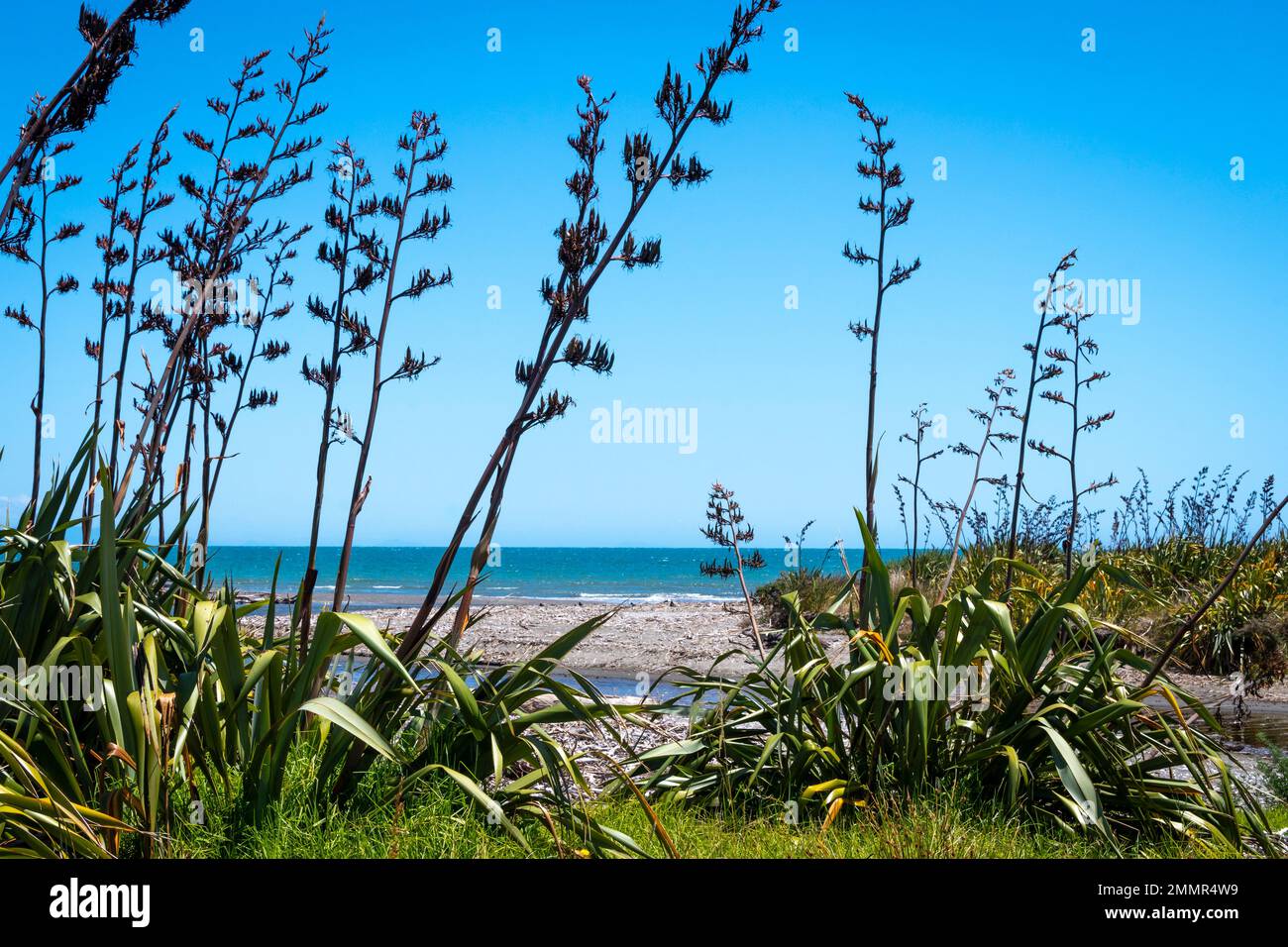 Piante di lino in fiore accanto alla spiaggia e l'estuario del torrente, Queen Elizabeth Park, Paekakariki, Kapiti District, North Island, Nuova Zelanda Foto Stock