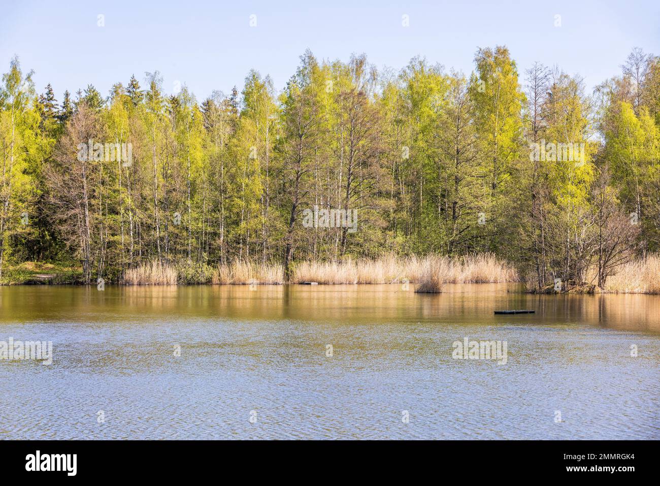 Lago con alberi lussureggianti in primavera Foto Stock