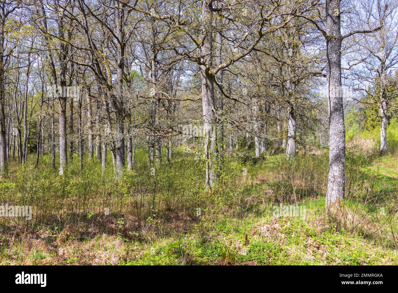 Bosco di querce con lussureggianti alberi verdi in primavera Foto Stock
