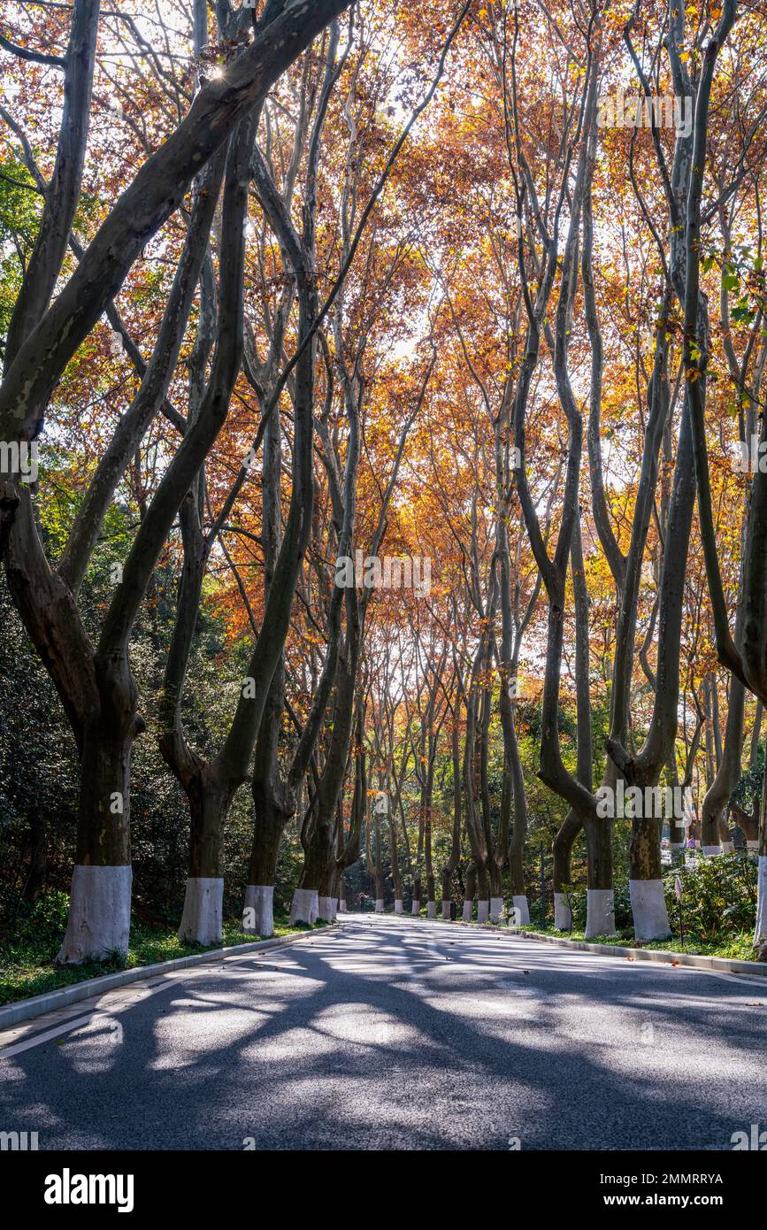 Il mausoleo di Sun yat-sen a Nanjing Foto Stock