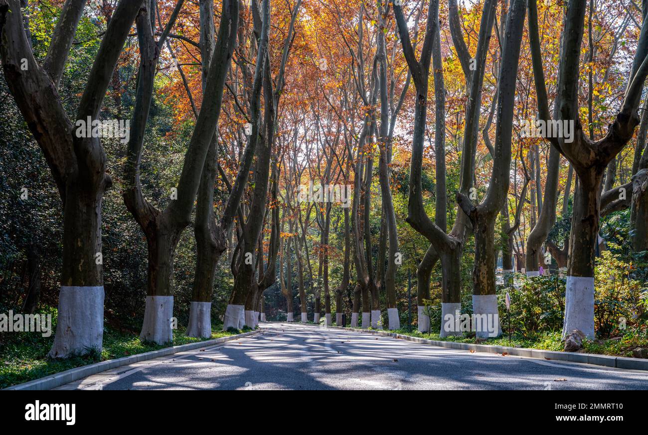Il mausoleo di Sun yat-sen a Nanjing Foto Stock