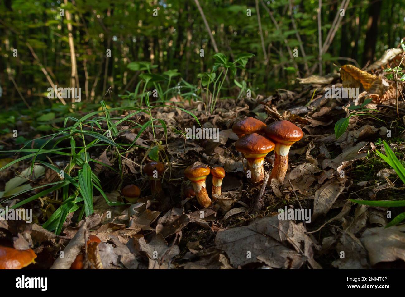 Stagione dei funghi. Autunno nel parco. Slippery Jack lattails commestibili Suillus luteus. Foto Stock