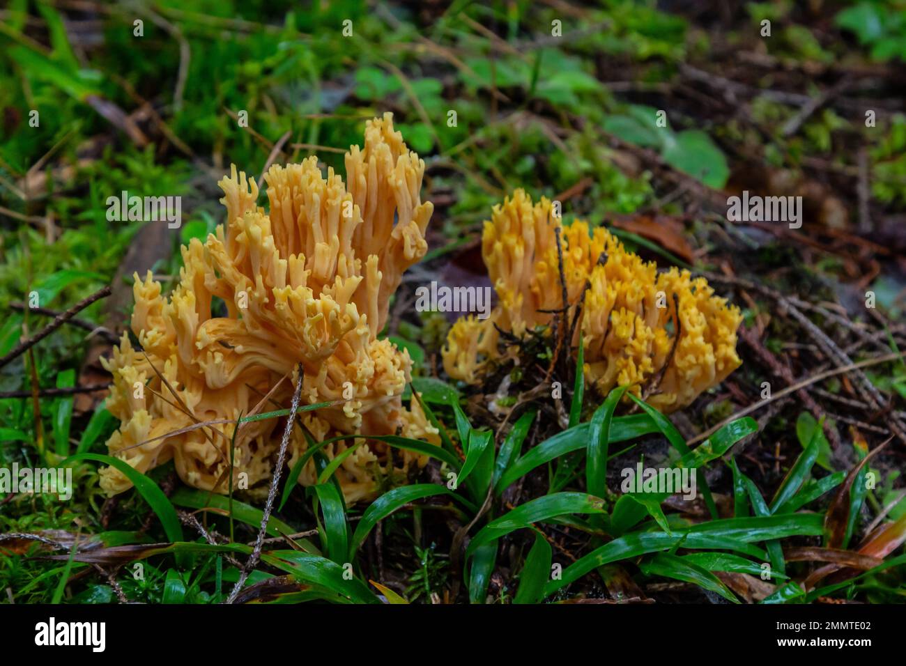 Fungo giallo corallo commestibile Ramaria flava nella foresta, primo piano. Foto Stock