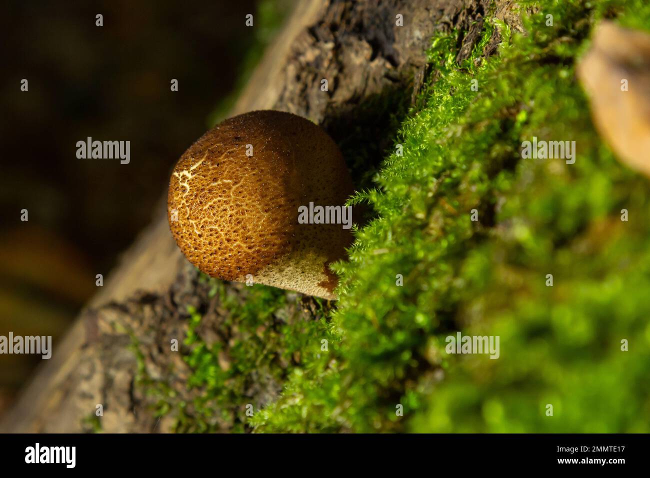Fungo della foresta. Comune fungo discendente - Lycoperdon perlatum - che cresce in muschio verde nella foresta autunnale. Foto Stock