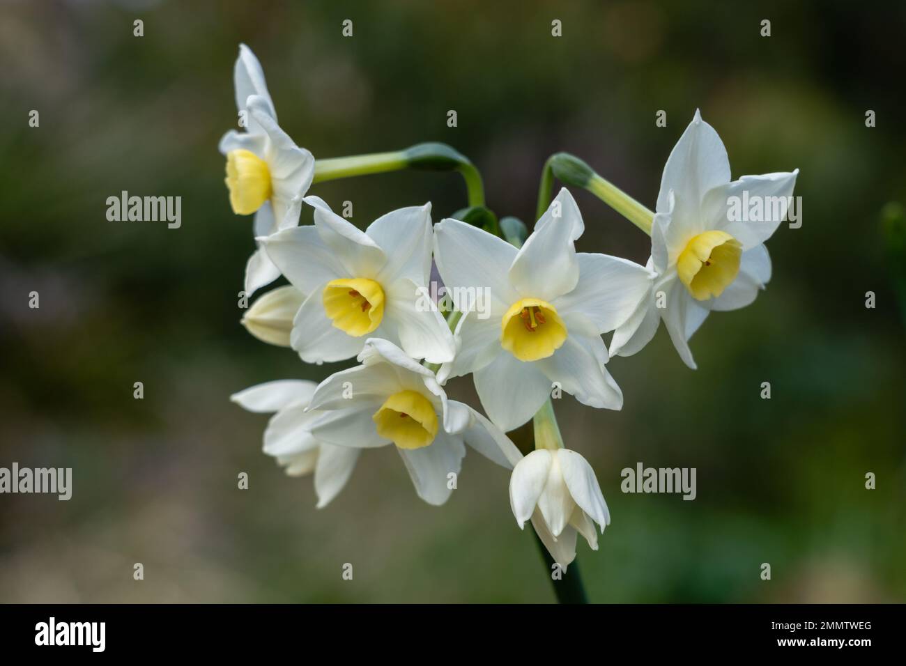 Vista in primo piano di un gruppo di fiori bianchi di narciso papyraceus, aka paperwhite fioritura all'aperto su sfondo naturale Foto Stock