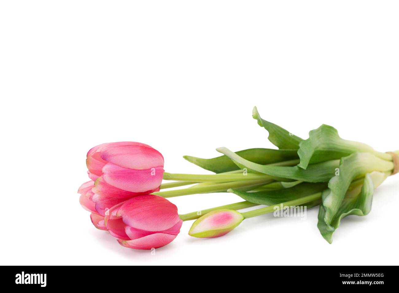 Tulipani rosa con foglie verdi giacenti su sfondo bianco isolato. Vacanze, Internazionale delle donne, Festa della mamma, compleanno, Marzo 8. Spazio di copia Foto Stock