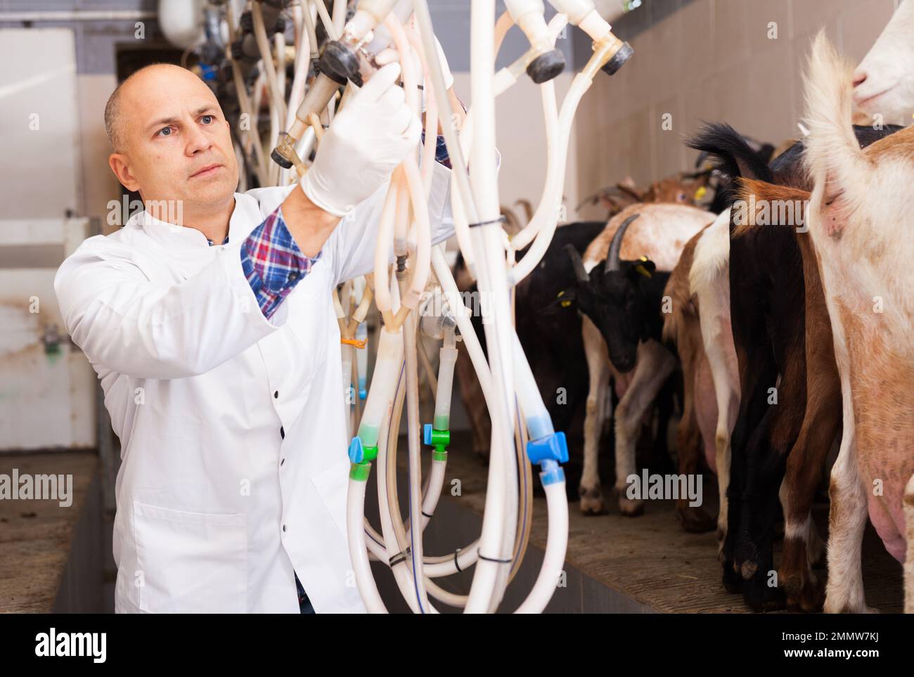 Uomo che munga capre in fattoria Foto Stock