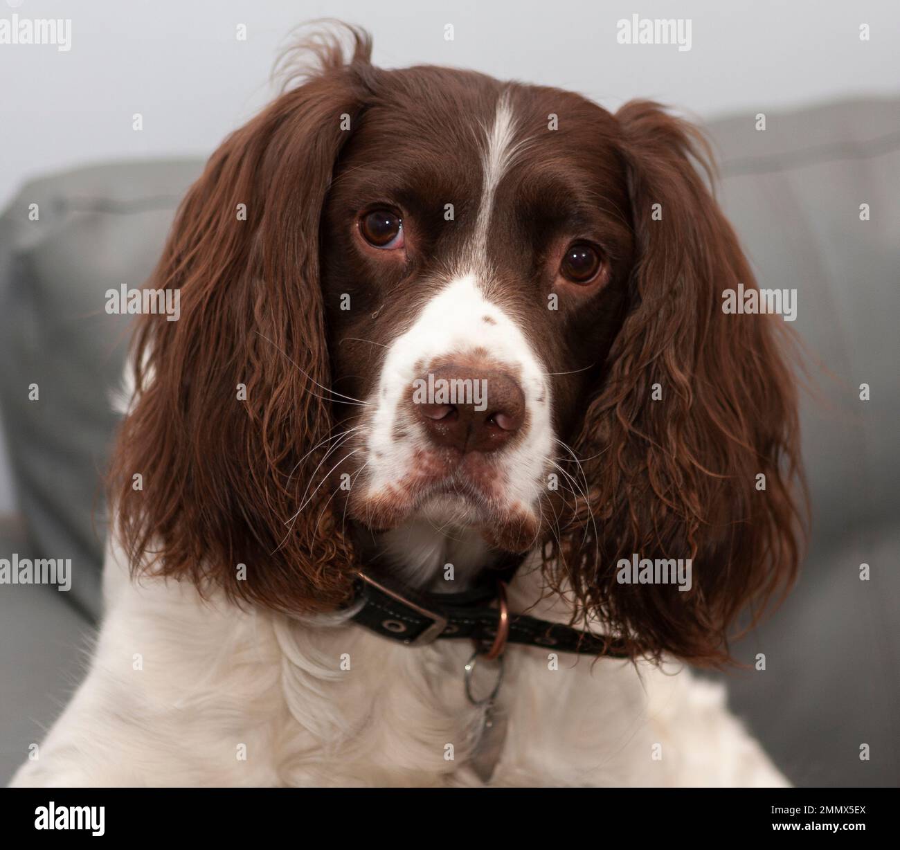 Springer spaniel guardando la fotocamera Foto Stock