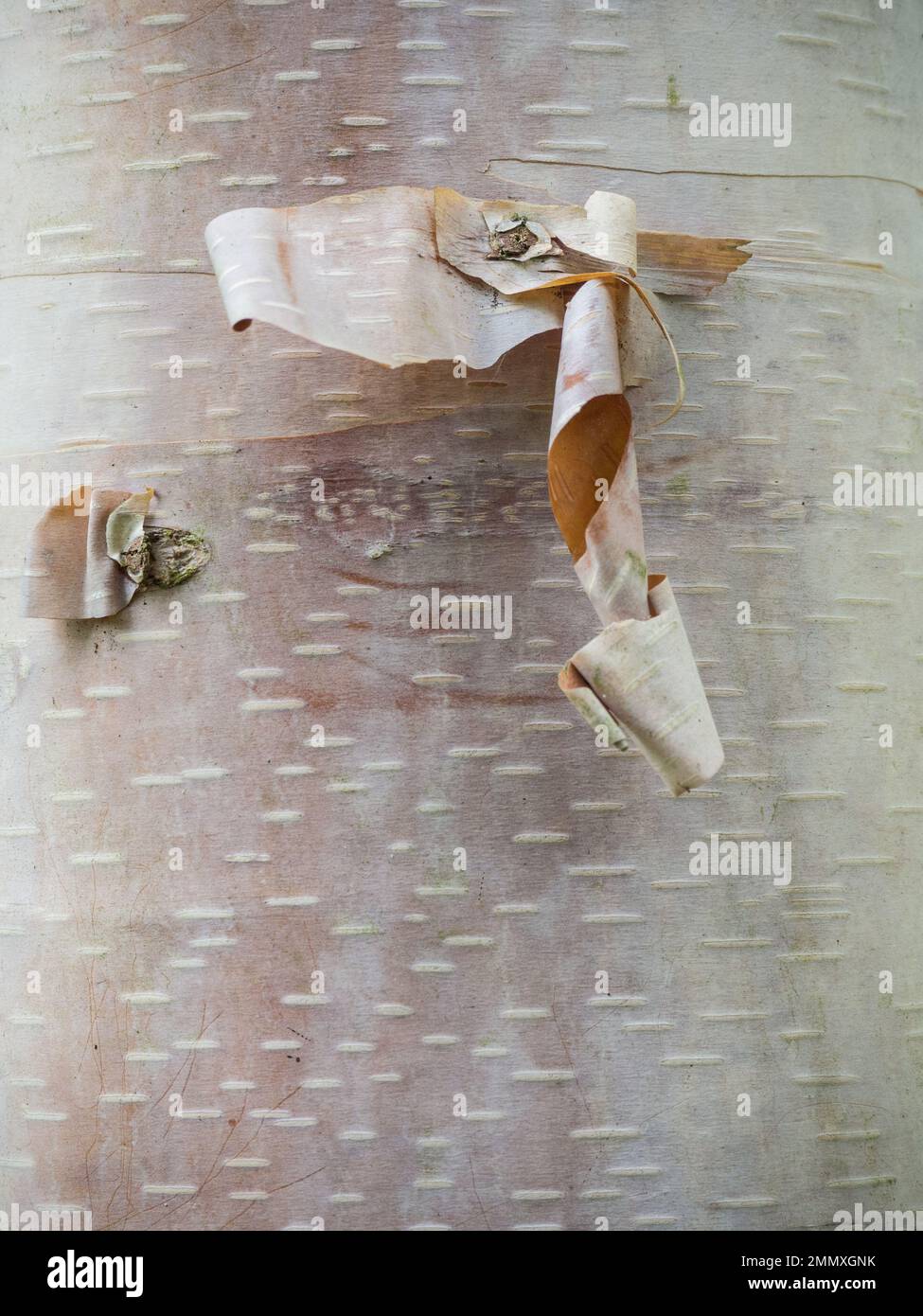 Primo piano di una piccola corteccia contro il tronco bianco liscio di Betula albosinensis 'septentrionalis' Foto Stock