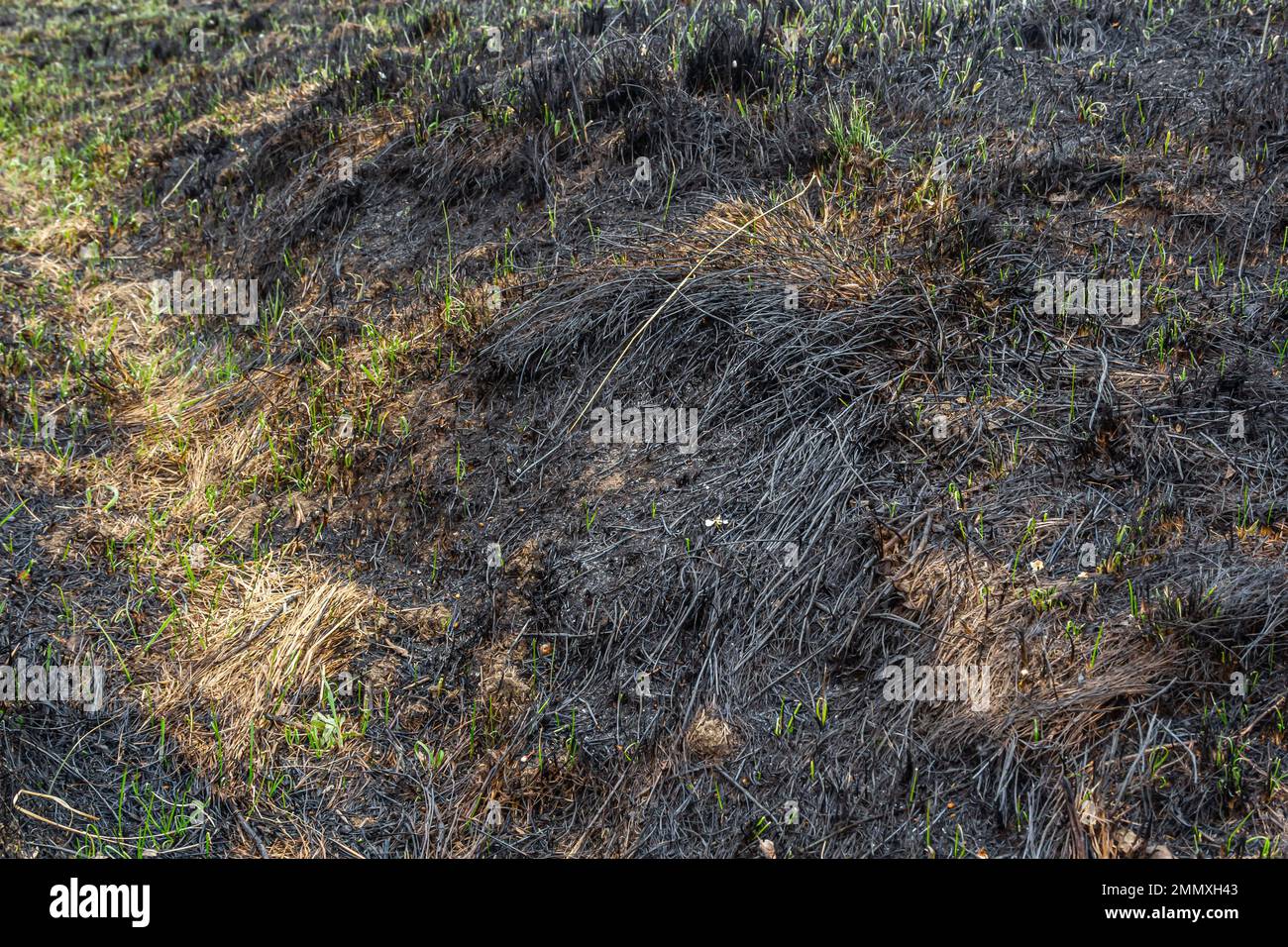 Campo dopo il fuoco - erba bruciata e alberi. Foto Stock