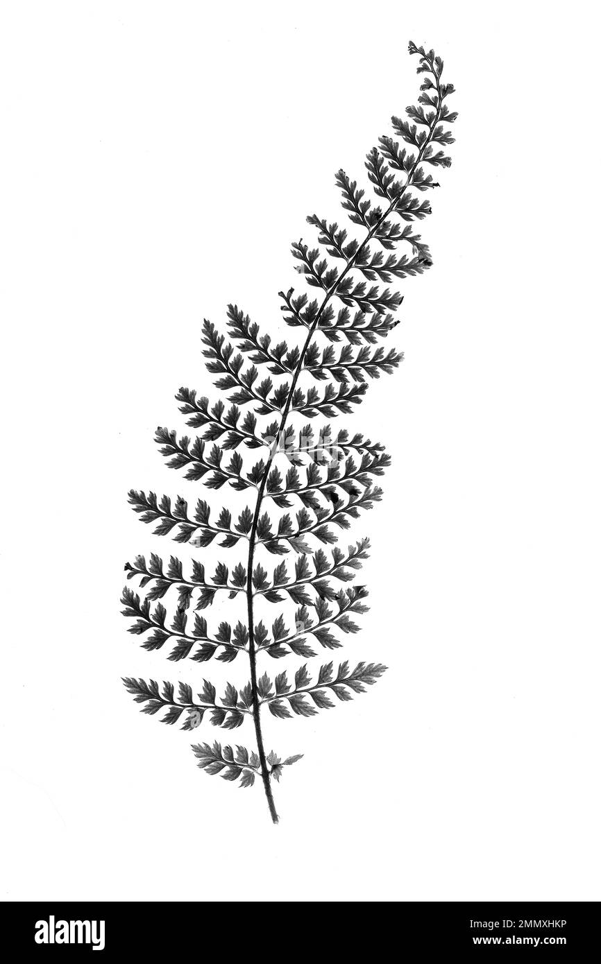 Primo piano bianco e nero di una singola foglia del Polystichum setiferum 'Proliferum' su sfondo bianco. Foto Stock