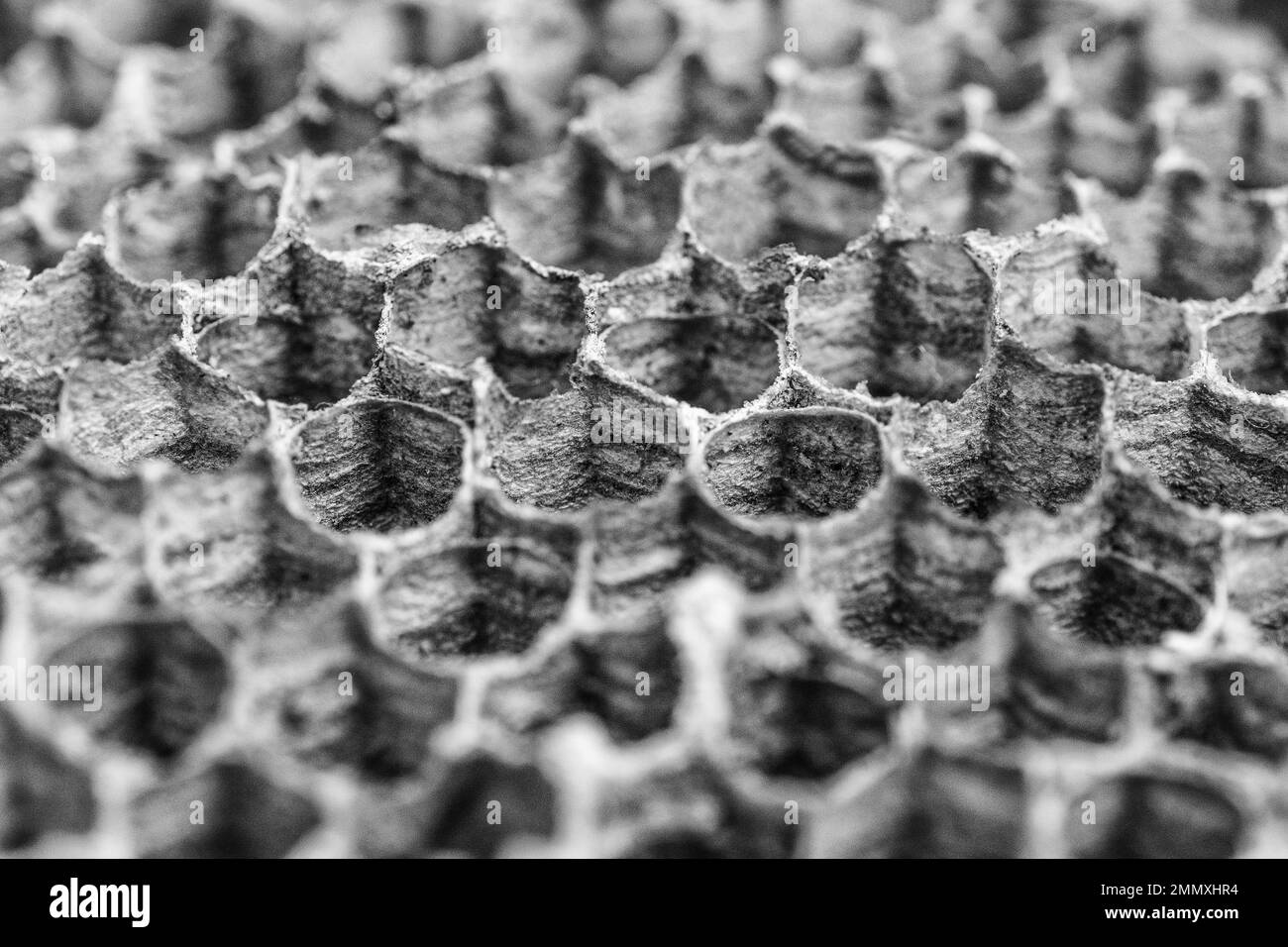 Un primo piano di una parte di nidi di vespe vecchie e vecchie che mostrano la forma esangolata delle celle Foto Stock