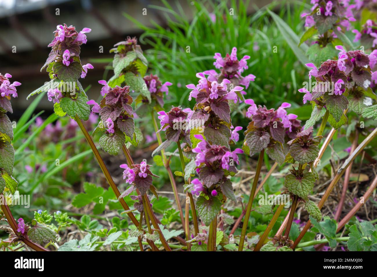 Fiore Lamium maculatum Roseum, spotted henbit, spotted dead-ortica, drago viola. Foto Stock