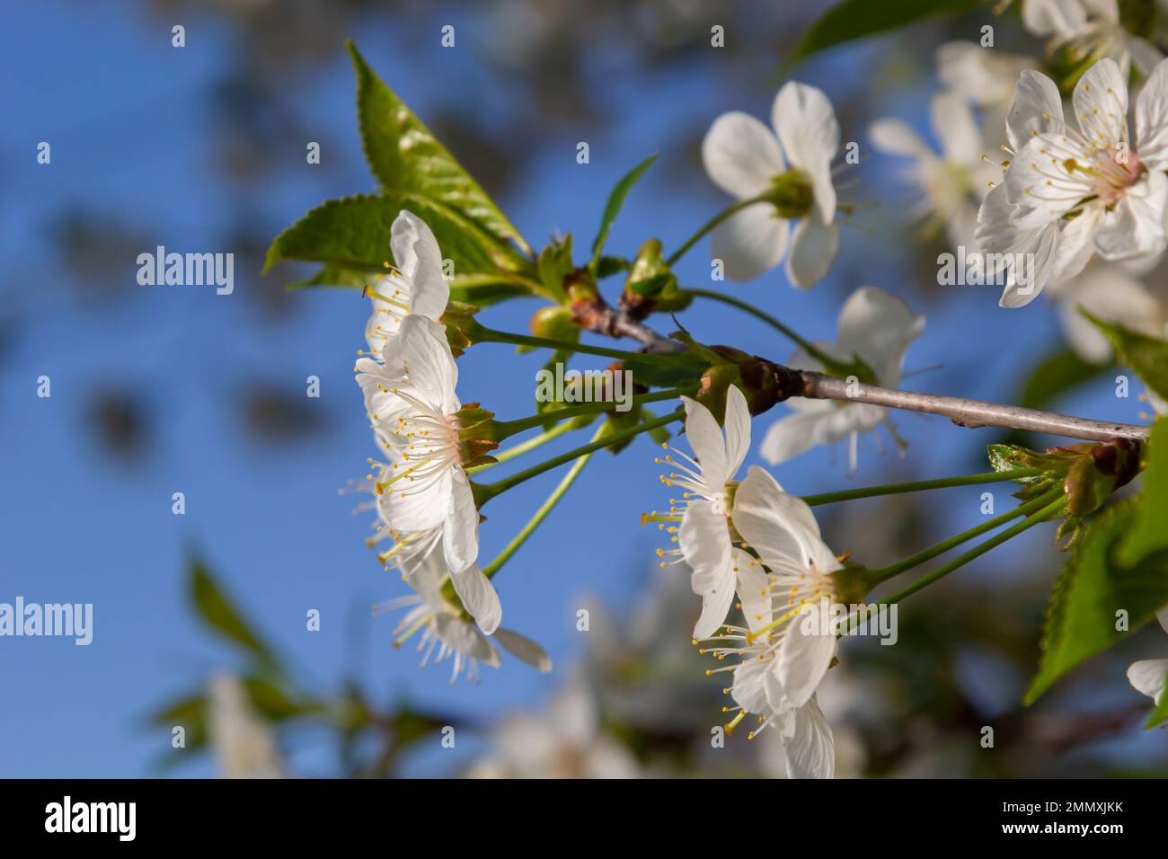 Albero di ciliegio fiorito nel giardino primaverile. Primo piano di fiori bianchi su un albero. Sfondo primaverile. Foto Stock