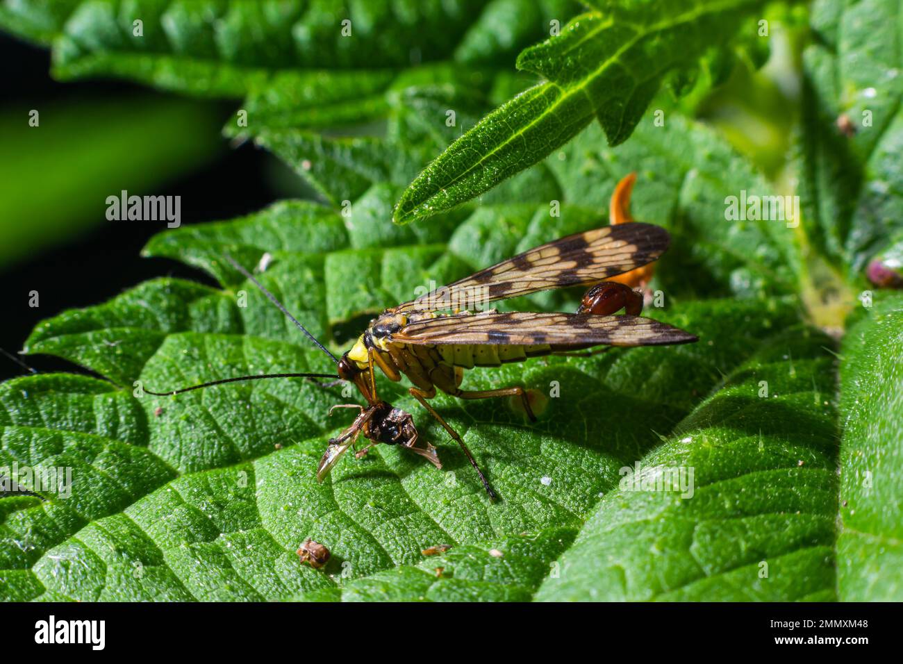 Panorpa communis è il comune scorpionfly una specie di scorpionfly. I relativi sono insetti utili che mangiano pesti di pianta. Foto Stock