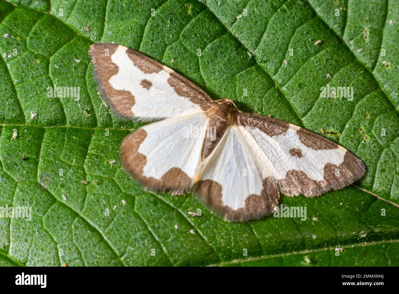 Farfalla lomaspilis marginata con ali bianche e macchie grigie su una foglia su uno sfondo verde. Foto Stock