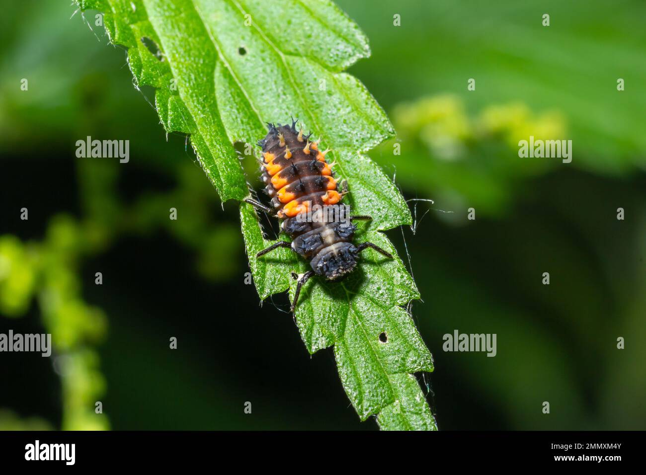 Ladybug insetto larva o pupa Coccinellidae closeup. Palcoscenico di pupilla che si alimenta sul primo piano di vegetazione verde. Foto Stock