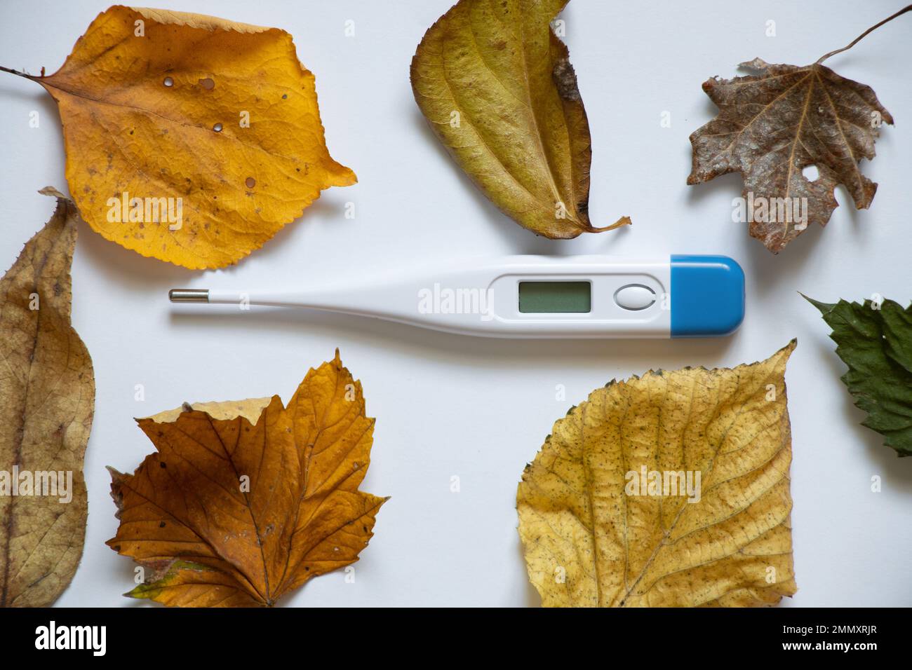 il termometro elettronico si trova su uno sfondo bianco in foglie gialle autunnali, influenza autunnale stagionale, malattie autunnali, febbre, medicina Foto Stock