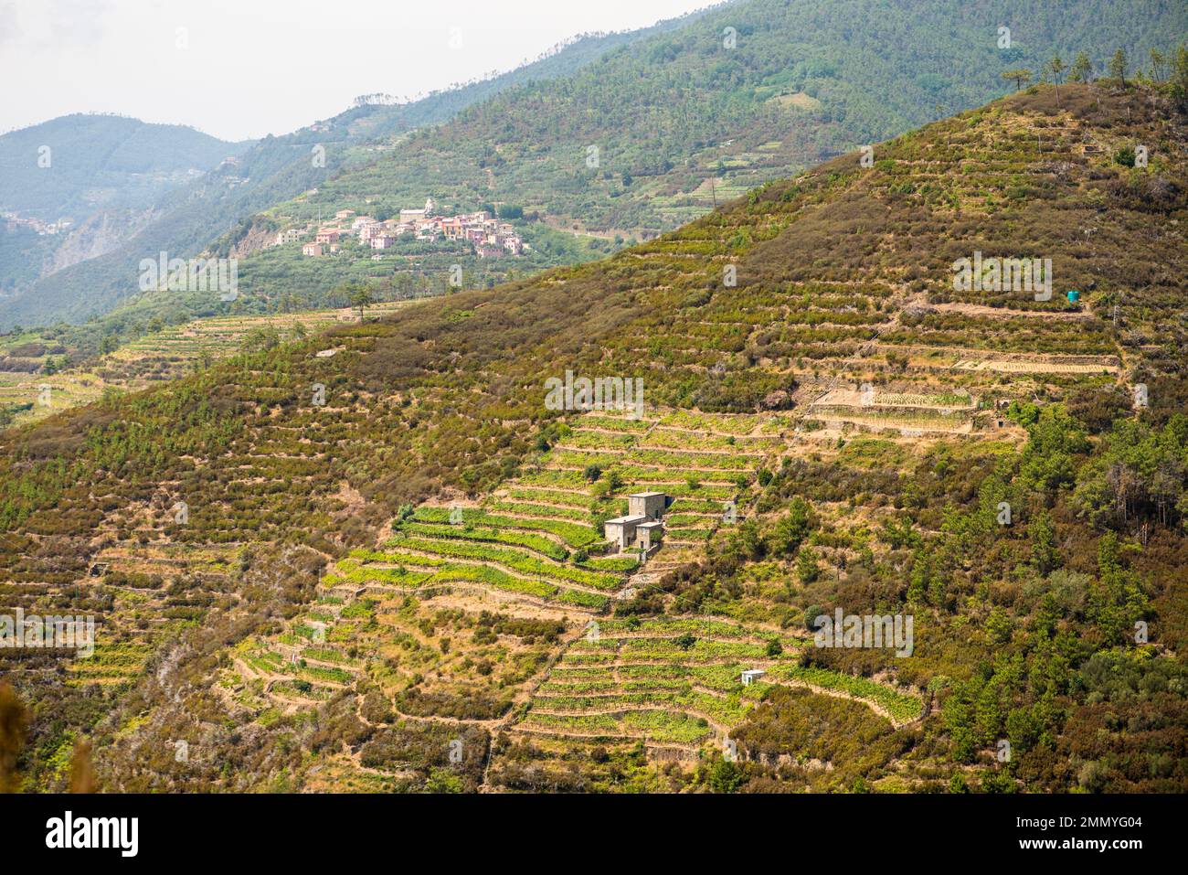 Terrazze, cinque Terre, Italia Foto Stock