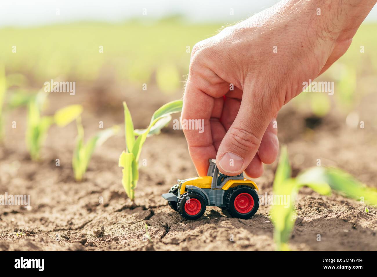 Un contadino maschio che tiene in mano il giocattolo del modello di trattore pressofuso in campo di mais, primo piano con messa a fuoco selettiva Foto Stock