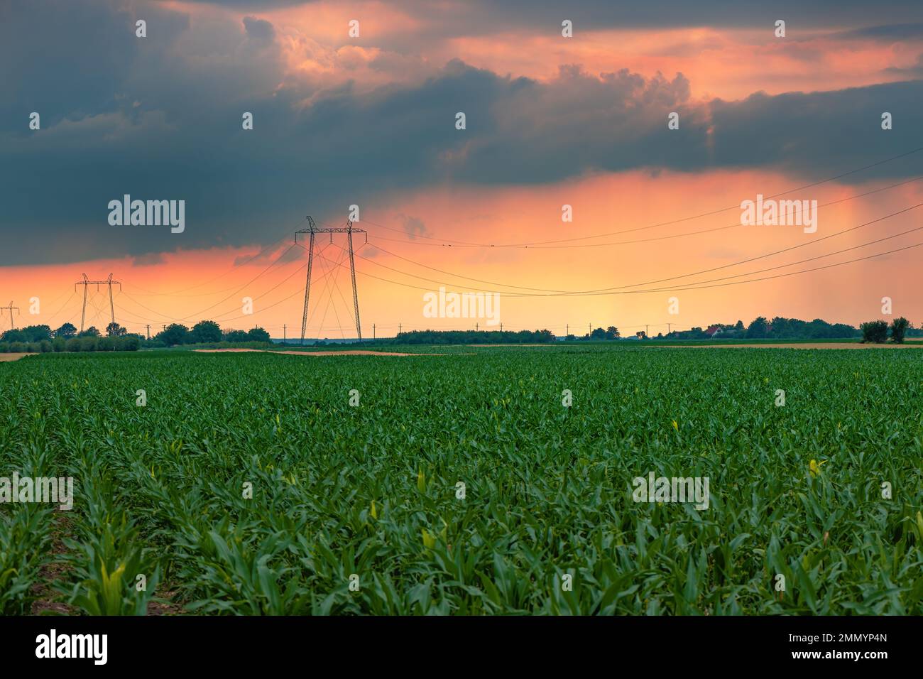 Torri di trasmissione a traliccio di elettricità con cavi di alimentazione in campo coltivato di mais al tramonto con nuvole tempestose sullo sfondo per vuotare Foto Stock