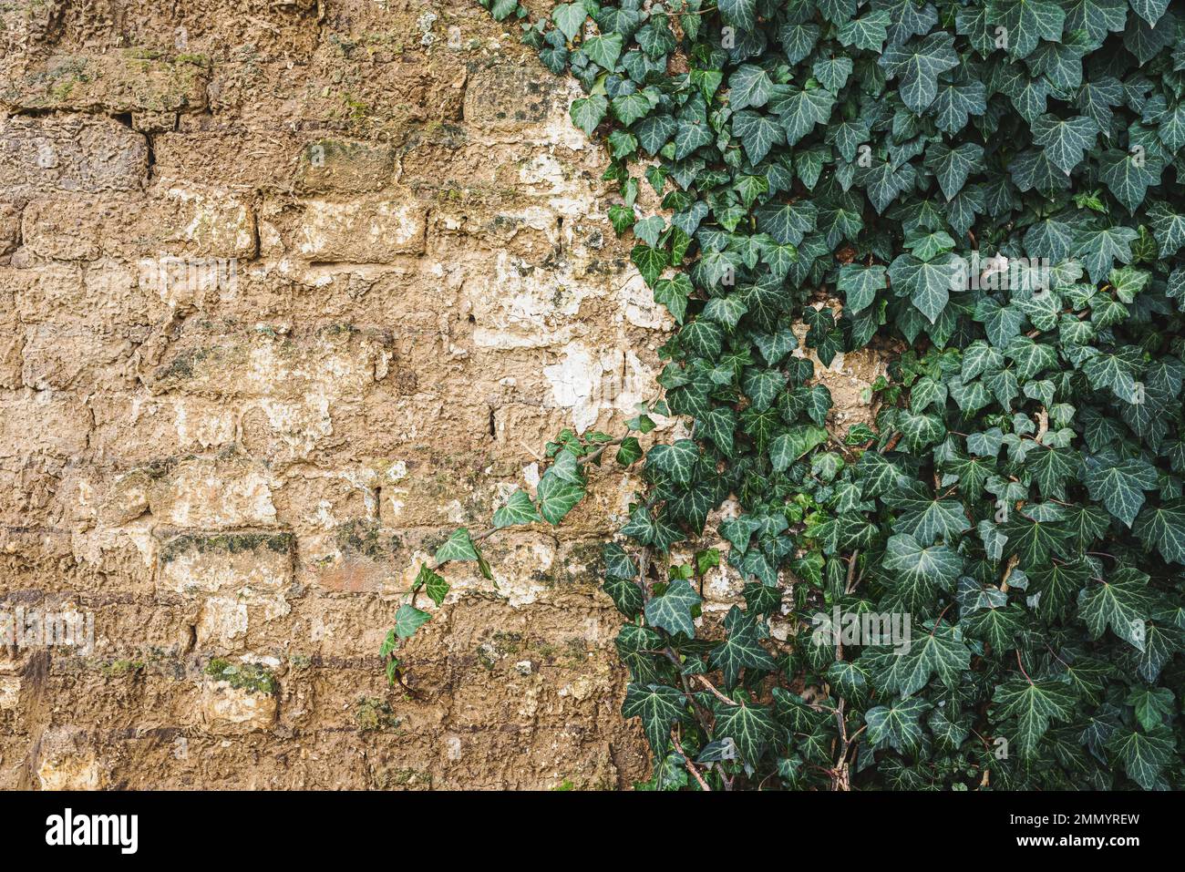 Pianta di edera strisciante che cresce su muro di mattoni di fango di Adobe di una casa molto vecchia Foto Stock