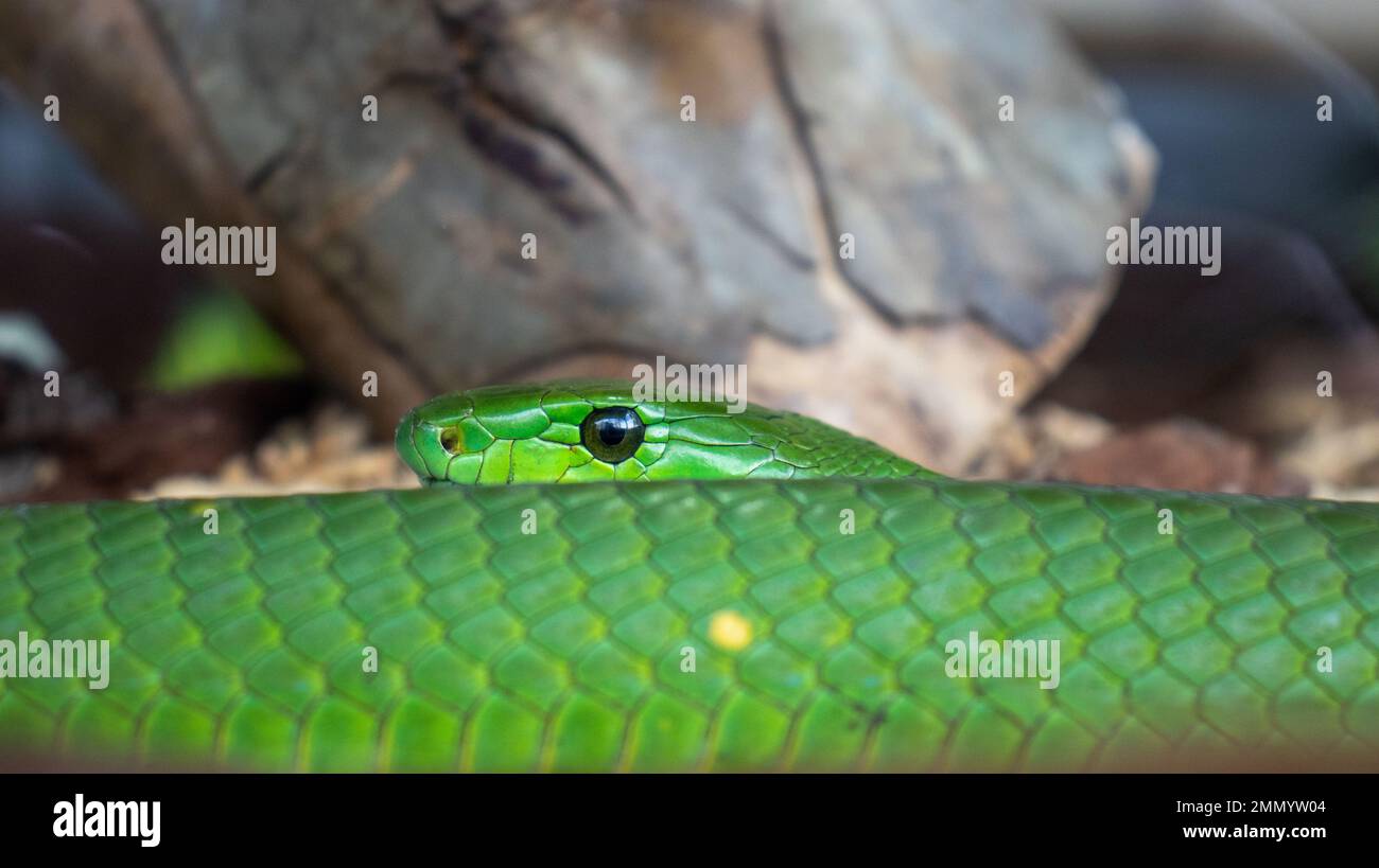 Serpente verde dell'albero tenuto in cattività Foto Stock