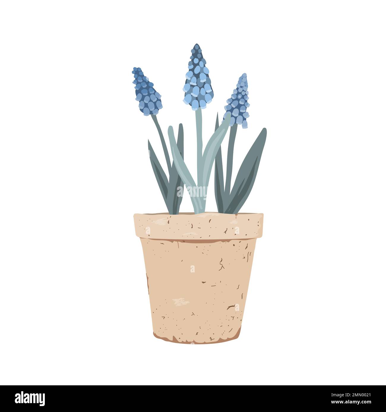 Pianta Muscari in vaso. Primi fiori di primavera in una pentola di argilla. Illustrazione vettoriale isolata su sfondo bianco Illustrazione Vettoriale