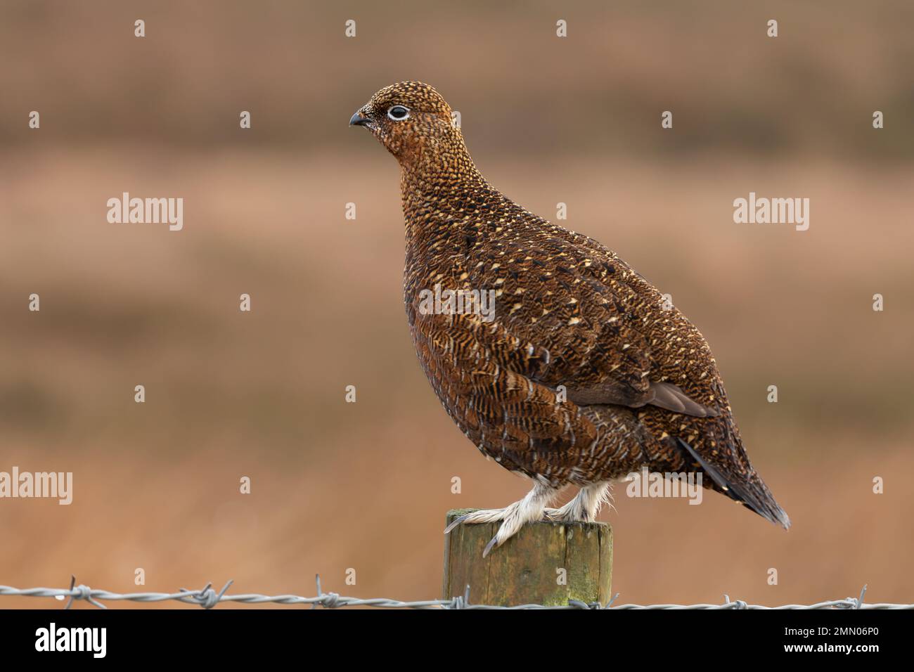 Rosso Grouse. Nome scientifico: Lagopus Lagopus. Primo piano di una gallina di Grouse rossa, o uccello femminile in piume d'inverno, arroccato su un palo di scherma con spinato w Foto Stock