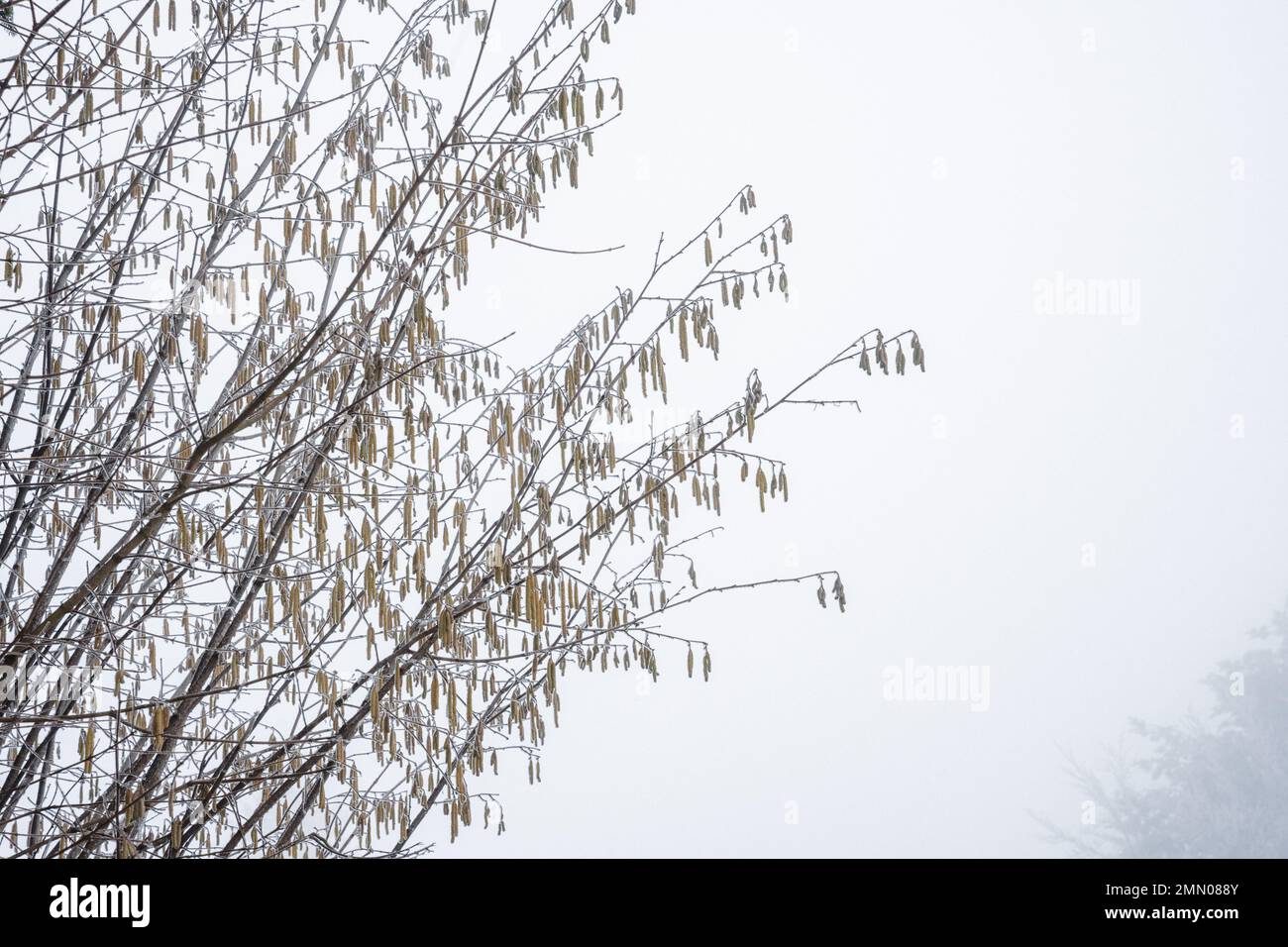 Rami di nocciola congelati in inverno con nebbia, Svizzera Foto Stock